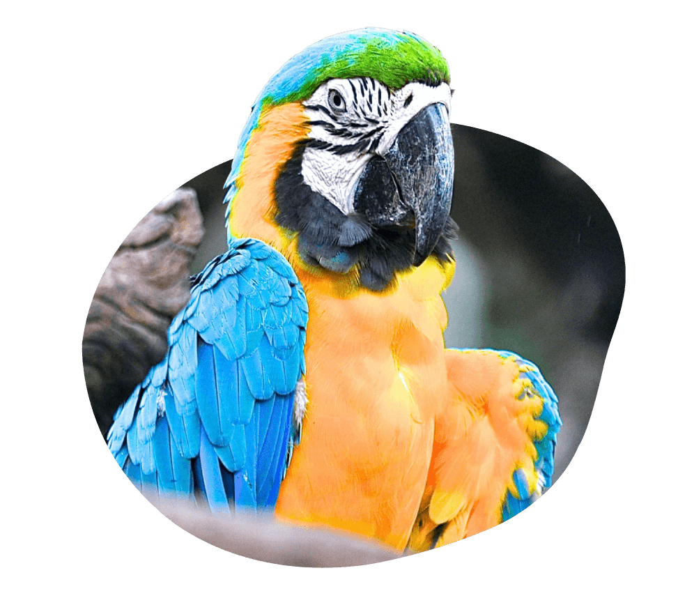 Pajarito