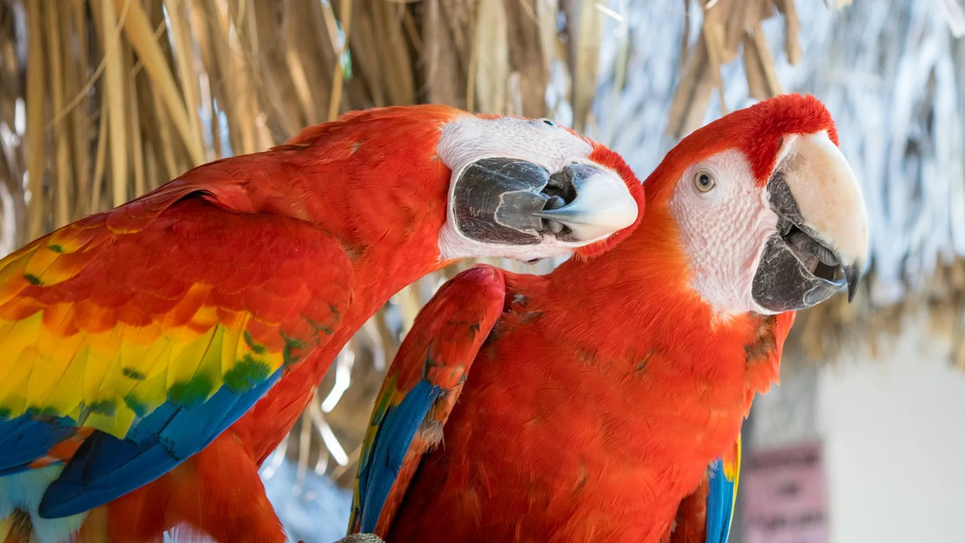 Sorpréndete con la fauna del Amazonas