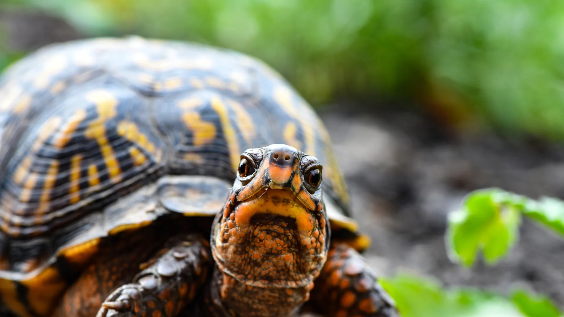 Exotic Fauna of the Colombian Amazon