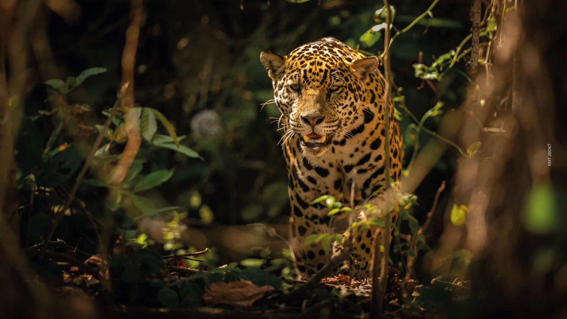 Amazon Wildlife Colombia
