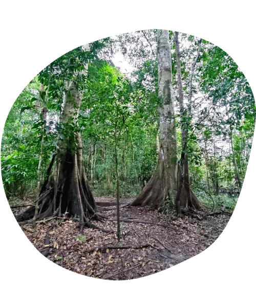 Tour Puerto Nariño – Full day
