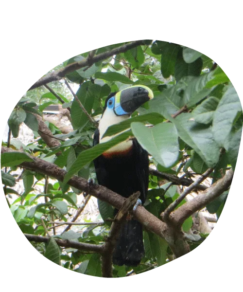 Jungle Tour + Amazon Full Day