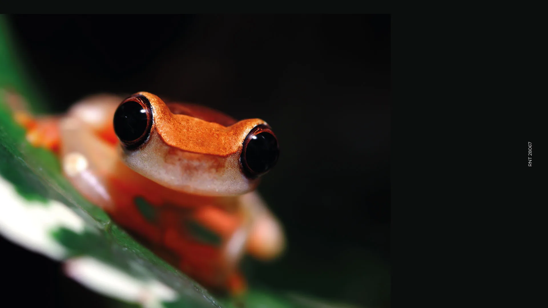 Nocturnal Fauna of the Amazon Colombia